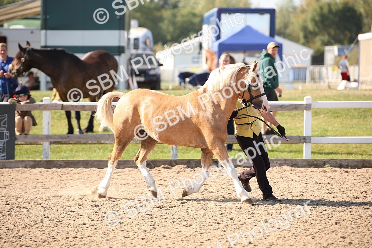 SBM_01446 - Class 15 IH Coloured