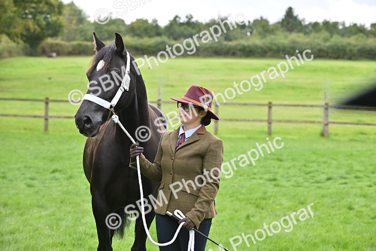 SBM_63307 - S49 - Mountain & Moorland In Hand Large Breeds