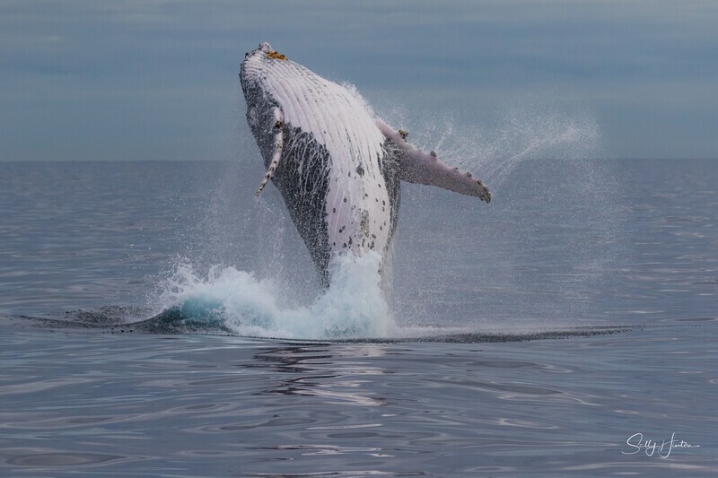 0A3A6346. Breach in Glassy Water 7 - 2023 Whale Photos