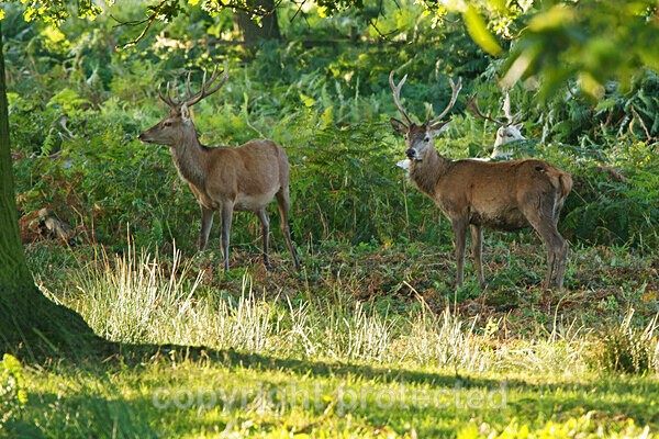  - Bradgate Park