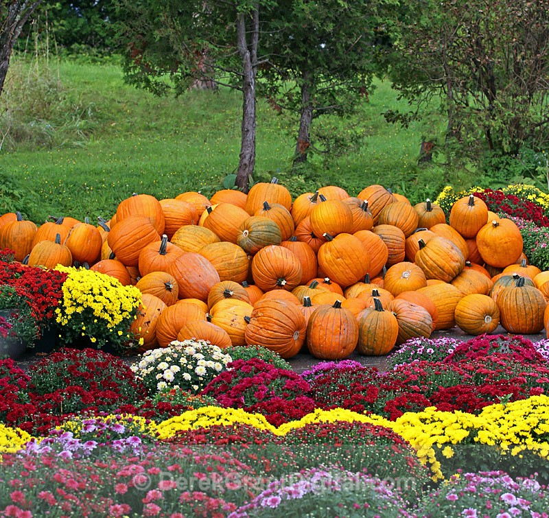 Mums & Gourds - Autumn Festival