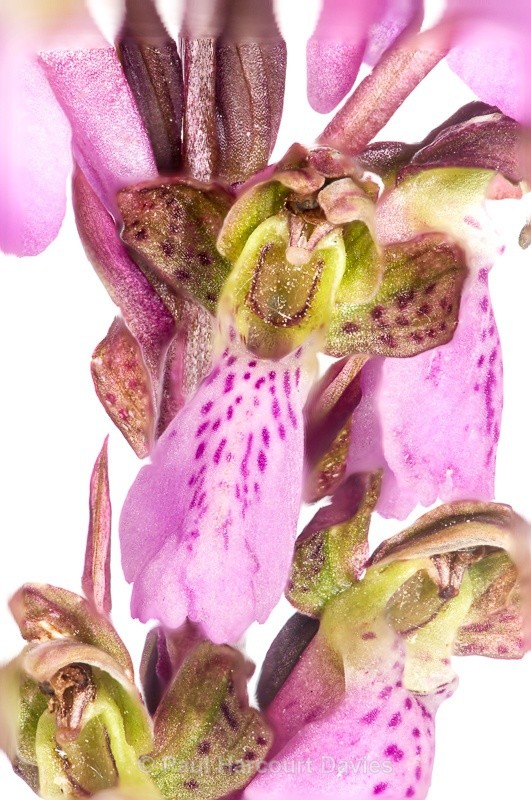  - WB: Orchids - Orchis