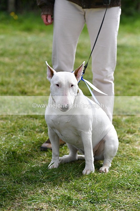 WJ5_0668 - Class 7 Best Terrier