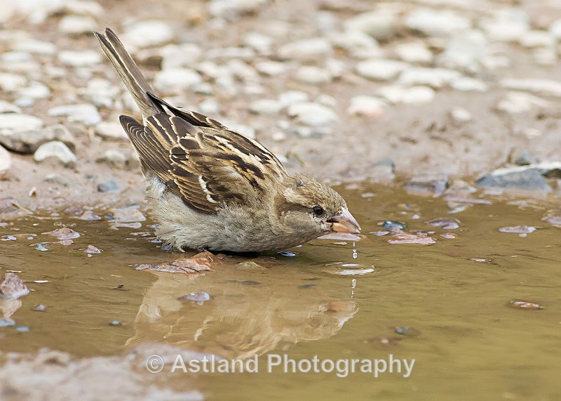 Astland Photography, Bird and Wildlife Images, Susan and Peter Wilson, U.K.