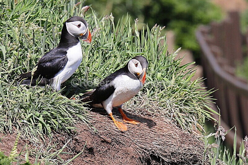 _56A7243 - Skomer 2019