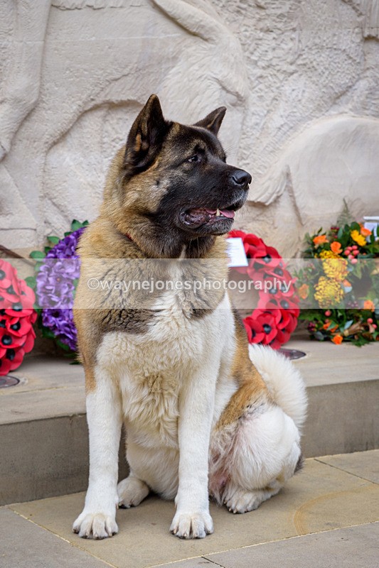 NGP_8350 - 2024 Animals in War Remembrance Gathering
