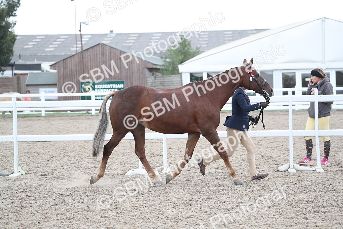 SBM_18356 - Class 318 IH Part bred Horse/Pony