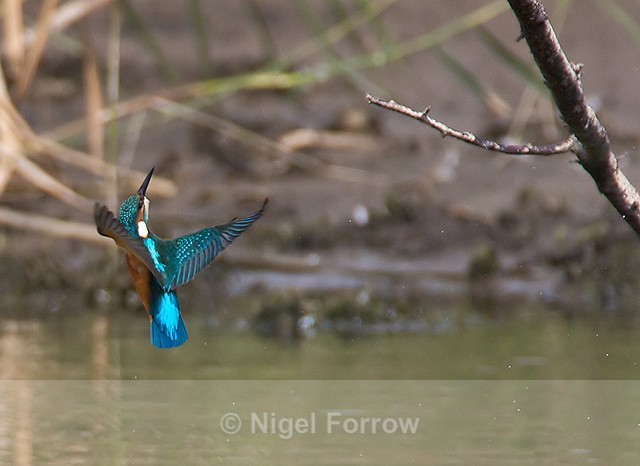 Kingfisher returns to perch after a fishing trip at Otmoor - Kingfisher