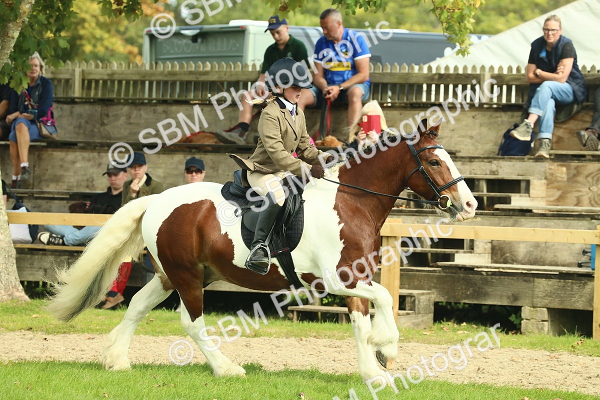 SBM_68849 - S58 - Mini Show Cob Ridden