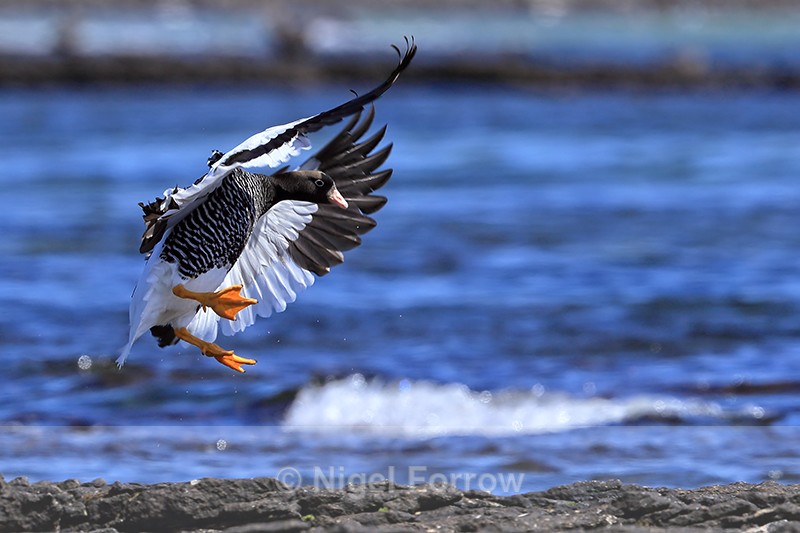 Kelp Goose (female) slowing to land, Carcass Island, Falklands - Kelp Goose