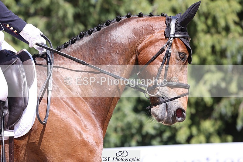 230526-144733-06547 - 375-FINLEY_DU_LOIR-Oliver_Townend-WEDTrotUp+DR
