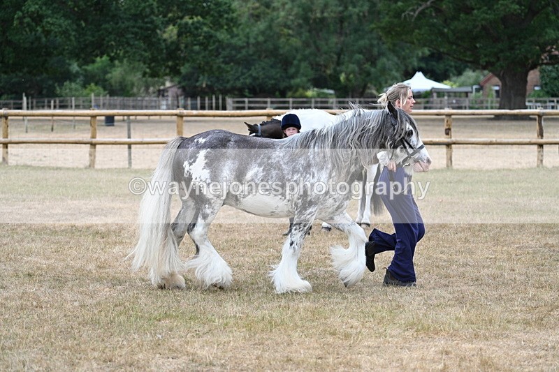 WJ7_9645 - Class 5 Most Handsome Gelding (up to 14.2hh)