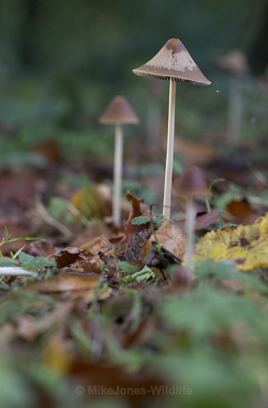 Fungi at Cholmondeley Castle, Cheshire - FUNGI (MUSHROOM) IMAGES