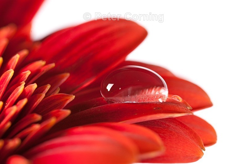 - Flowers