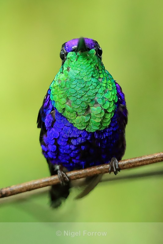 Violet-crowned Woodnymph head-on, Panama - Violet-crowned Woodnymph