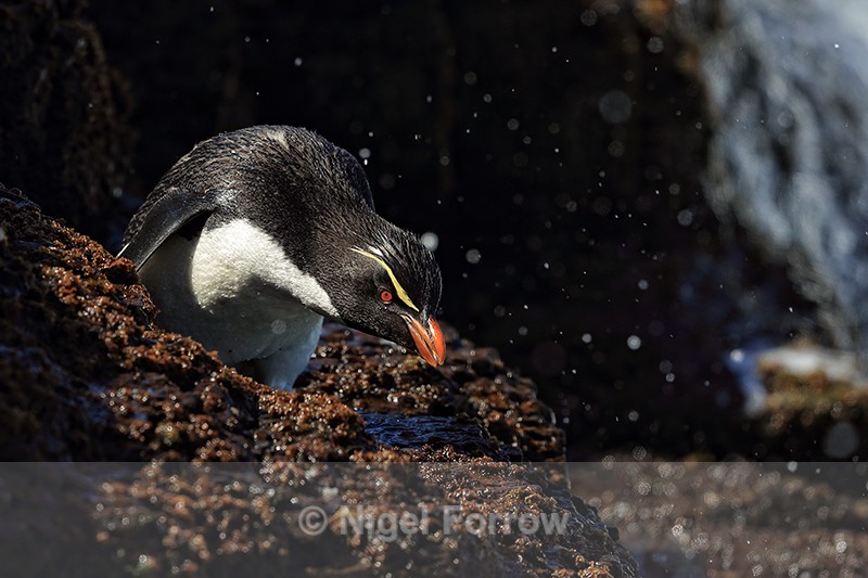Rockhopper Penguin against dark rock with sea spray, Bleaker Island - Rockhopper Penguin