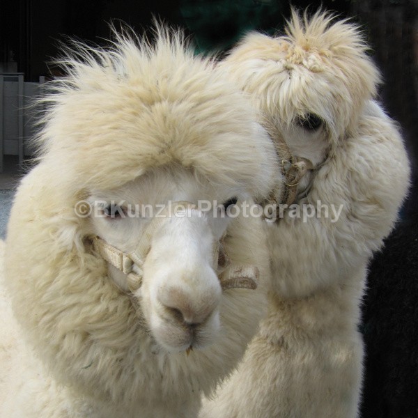  - Animals
