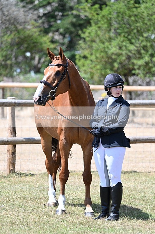 WJ7_2378 - Class 5a Most Handsome Gelding in hand (above 14.2hh)