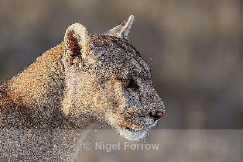 Puma Petacha head in profile, Torres del Paine, Chile - Puma