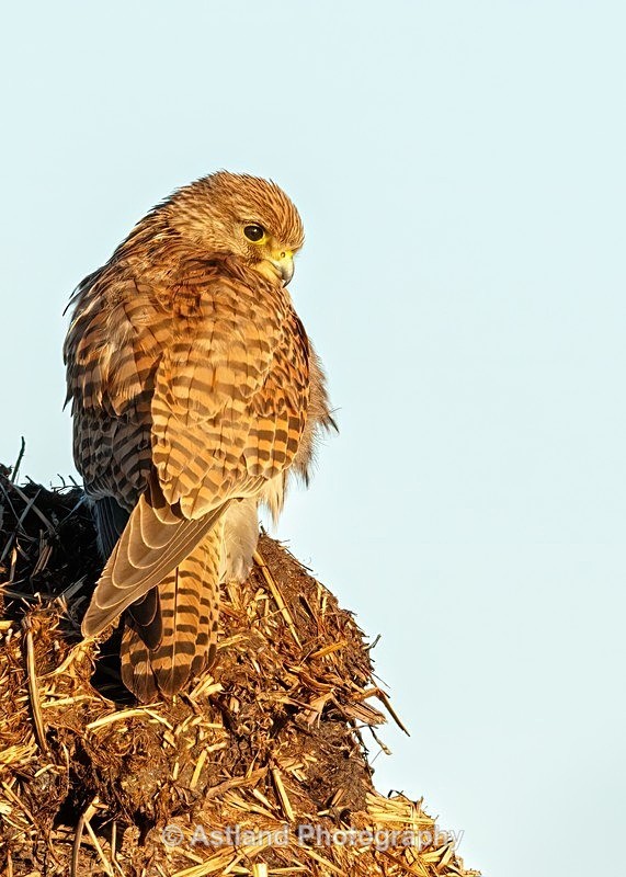 Astland Photography, Bird and Wildlife Images.