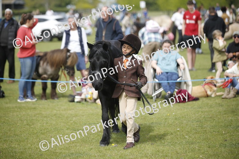 20260426-1945 - Class 8 - Prettiest Mare