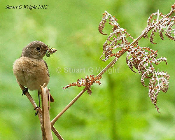 209 - Flycatchers, Redstarts & Stonechats
