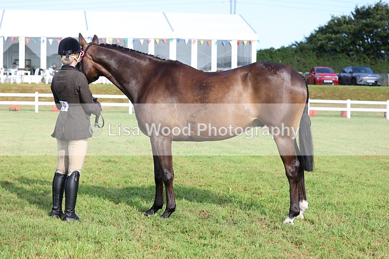 3E7A8370 - Class 2: Rising Star Large Hack/Riding Horse