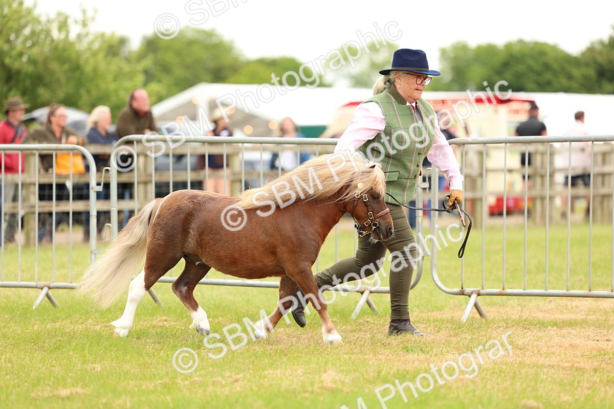 SBM_04438 - Class 64-67 - Shetland Pony In Hand