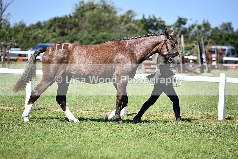 DSC_6706 - Class 57: Hunter/Riding Horse/Hack 1, 2 & 3 yr olds