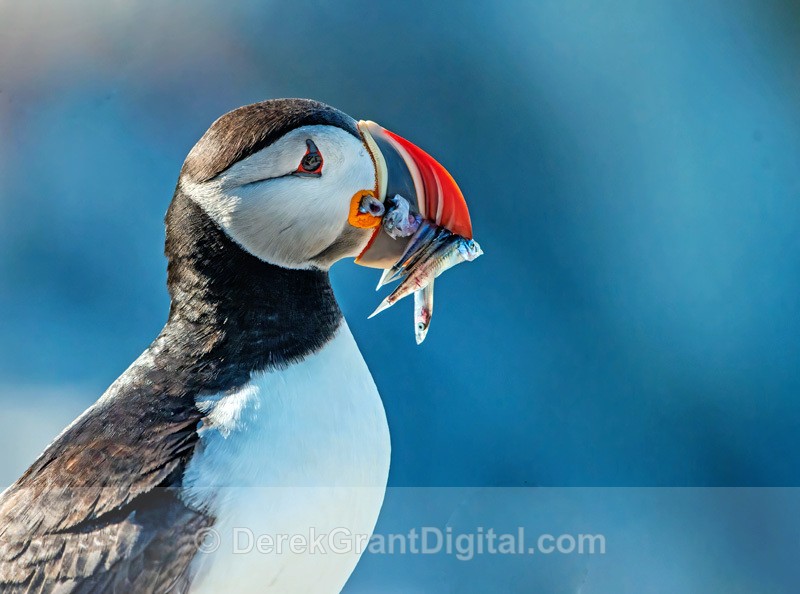 Atlantic Puffin with Catch of the Day! - Birds of Atlantic Canada