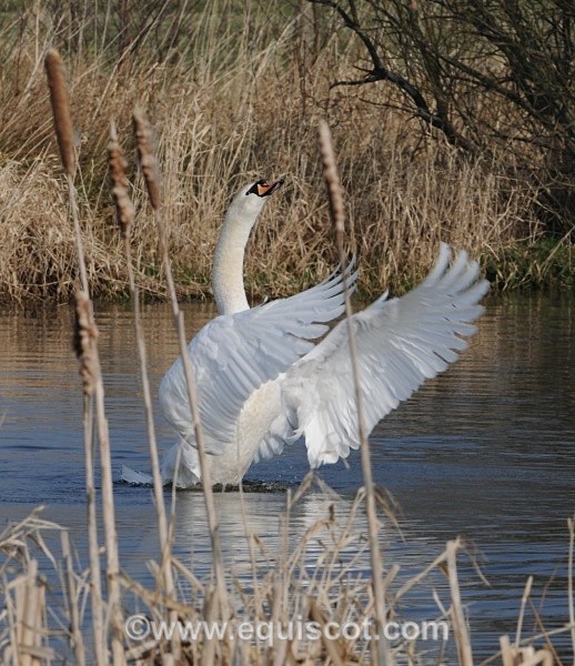  - Wildlife & Landscape