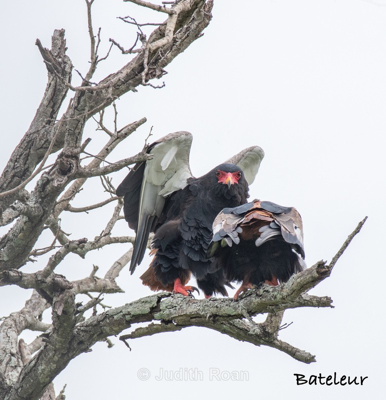  - South Africa Birds and Mammals