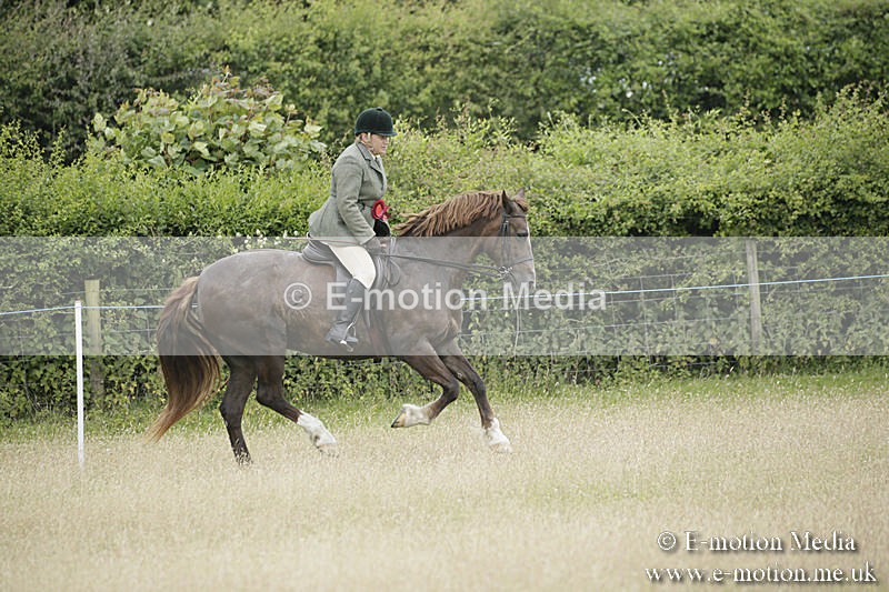 B230619-0982 - Bourne Valley Riding Club Summer Show 23/06/19