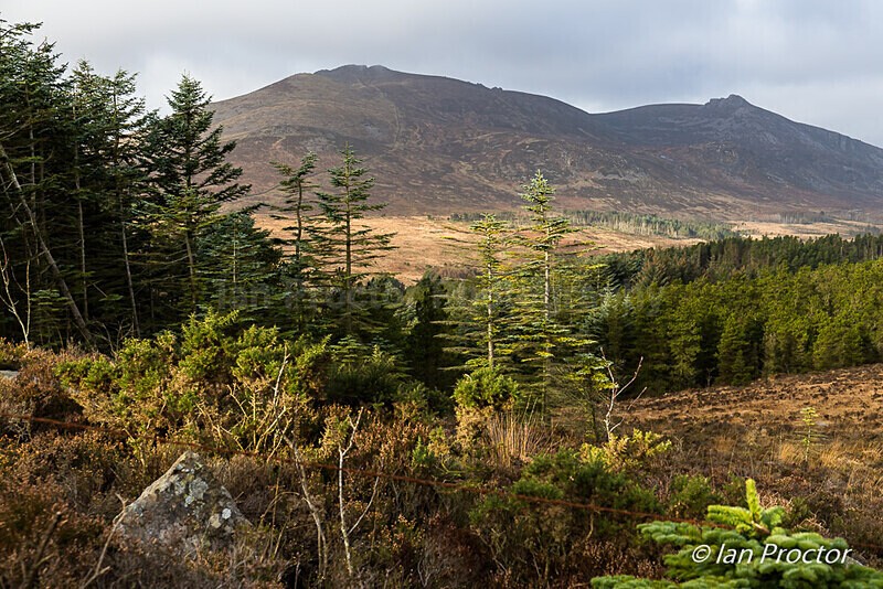 Overlooking Annalong Wood to Slieve Binnian - Mourne Mountains