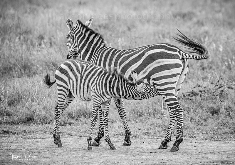 - African Safaris
