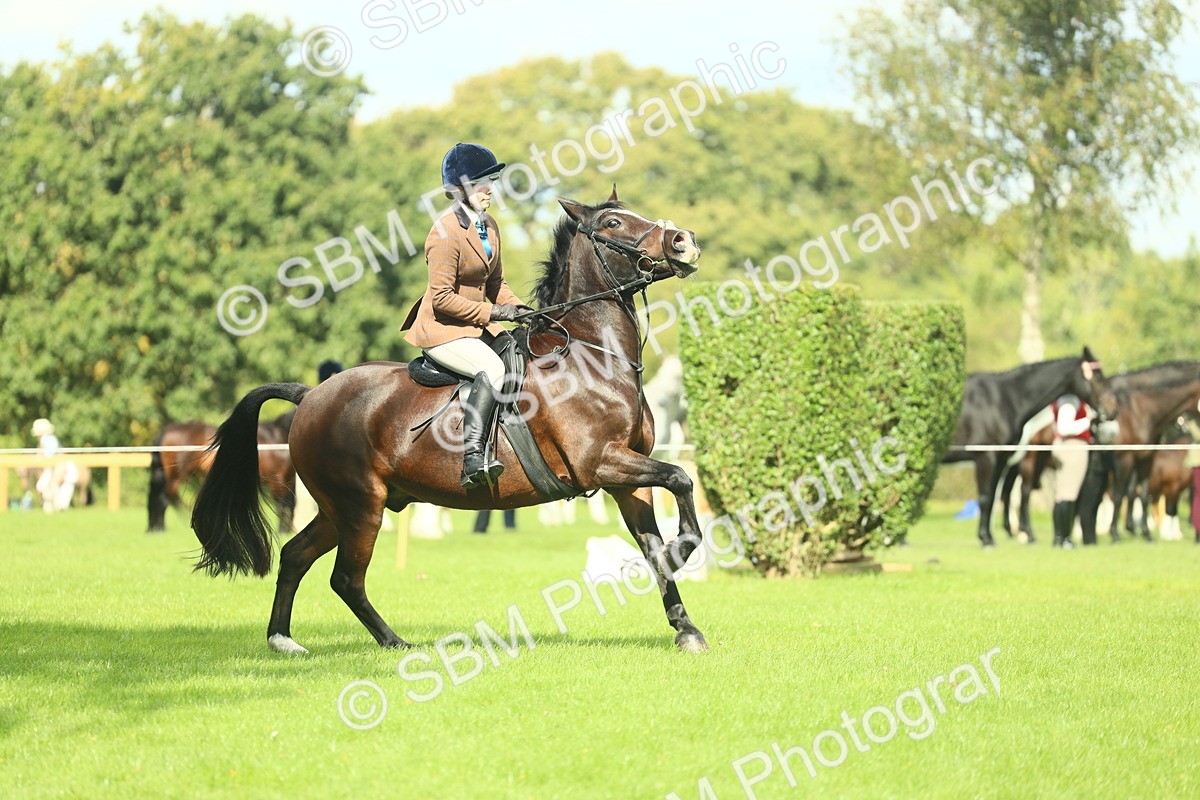 SBM_42996 - S30 - M&M Working hunter Pony