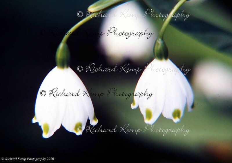 Snowdrop-6405w - Plants