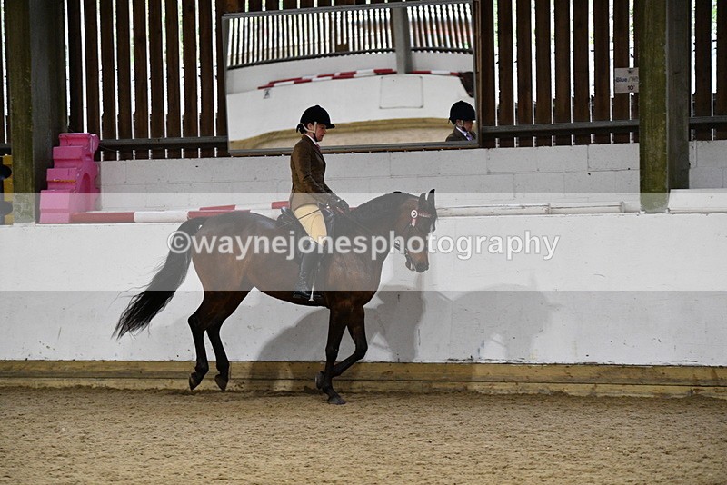 WJ5_8796 - Class 15 Ridden Show Horse