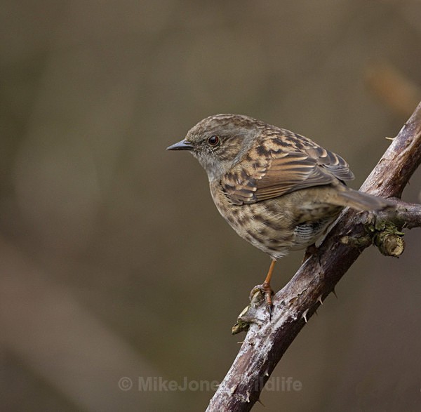 DUNNOCK REF DUN 1 - THE DUNNOCK