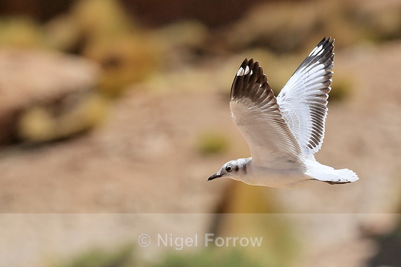 Andean Gull (immature) in flight, wings up, El Tatio, Chile - Andean Gull