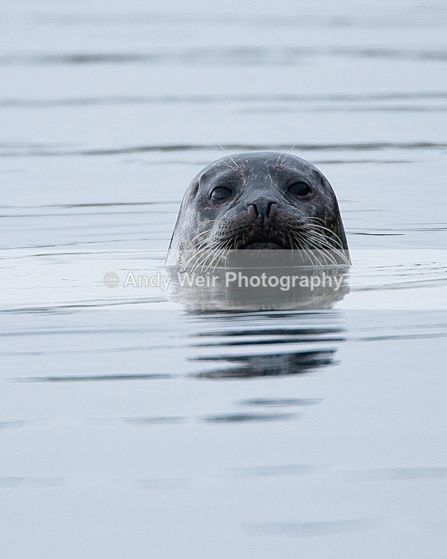 20090622-065 - Common Seal