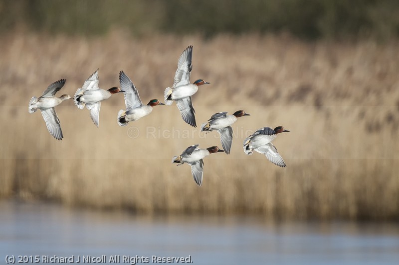 Teal (Anas crecca) - Teal (Anas crecca)