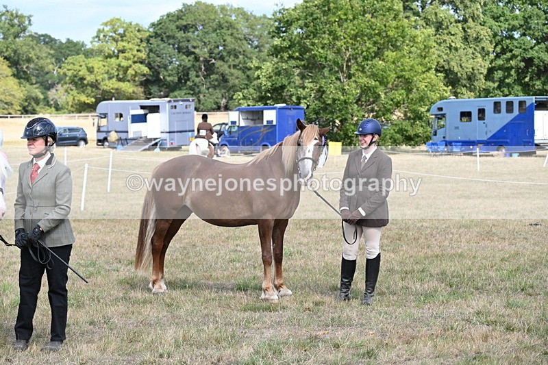 WJ6_6782 - Class 20 In-hand Cob