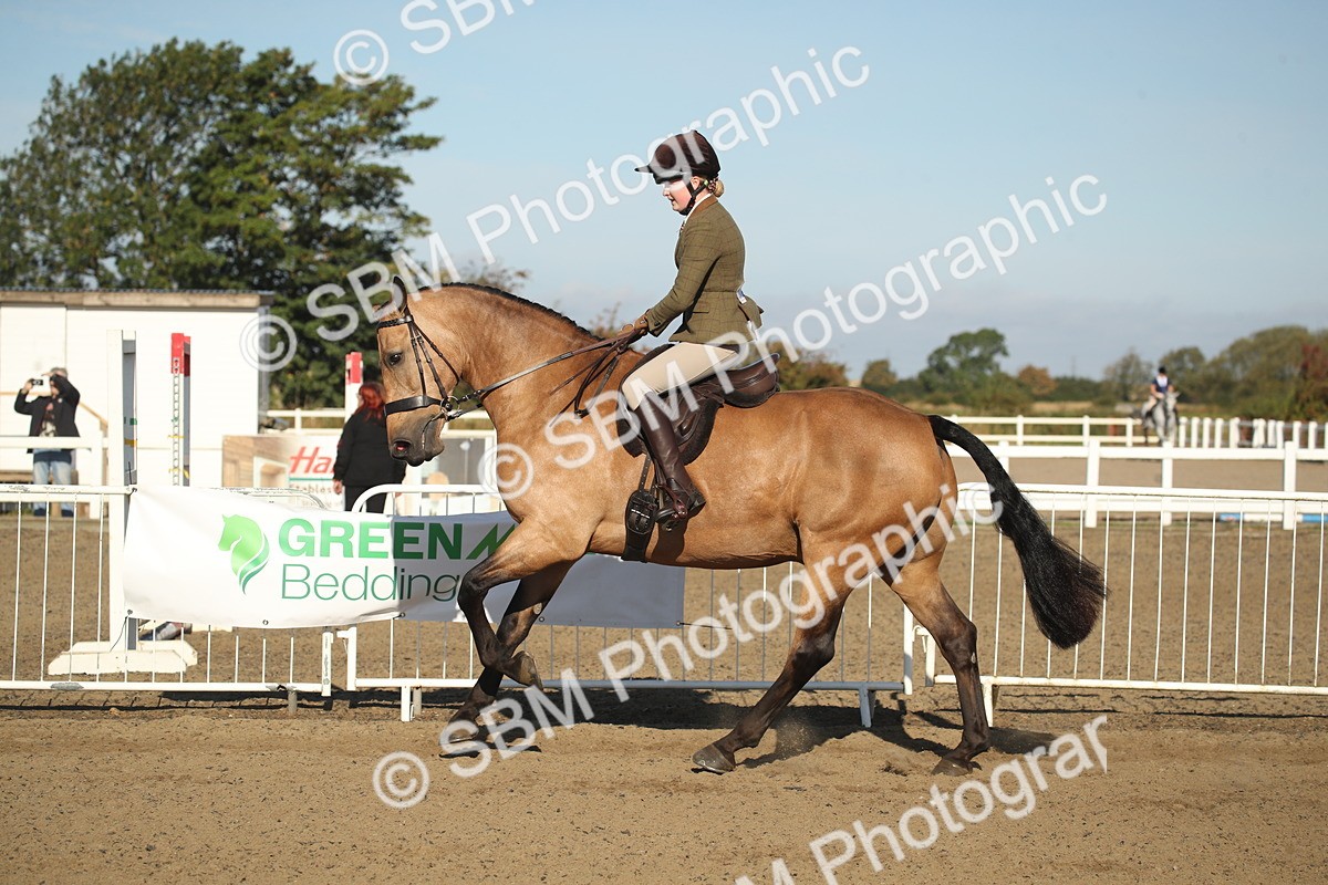 SBM_11323 - Class 501 -Riding Club Pony
