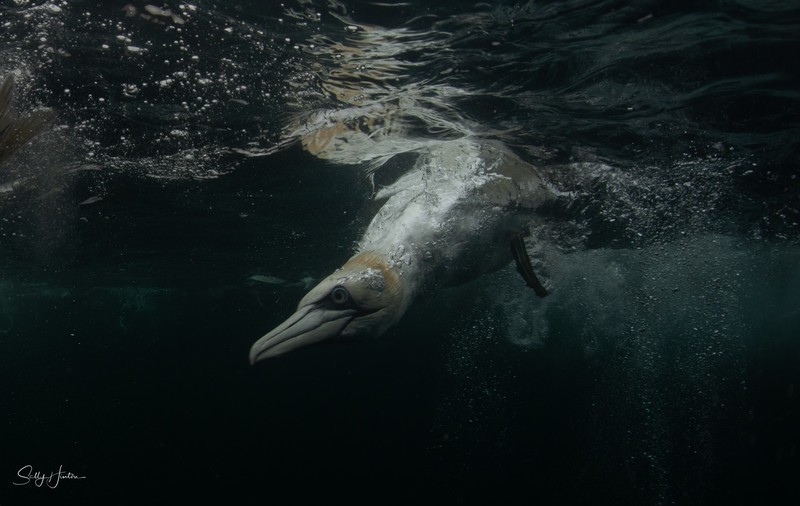 Gannets Underwater 3