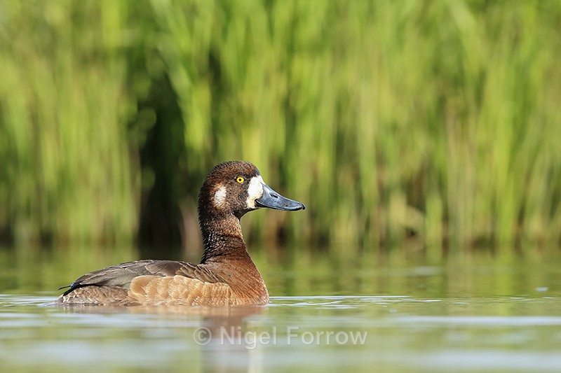 Scaup (female) head up, Iceland - Scaup