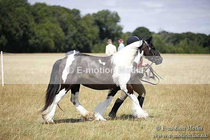 _C7A0141 - In Hand Championship BVRC Show 2018