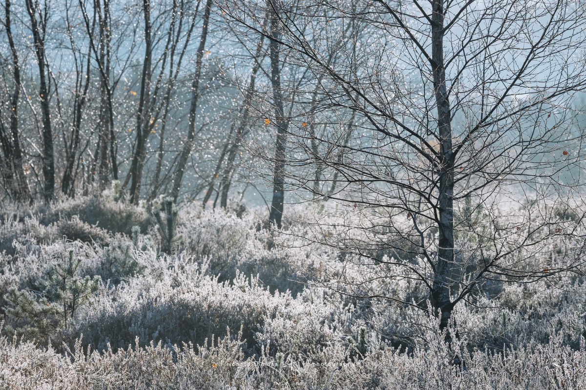 Silvery blue - Frensham