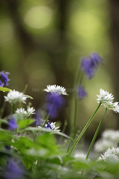  - Woodland scenes & flowers