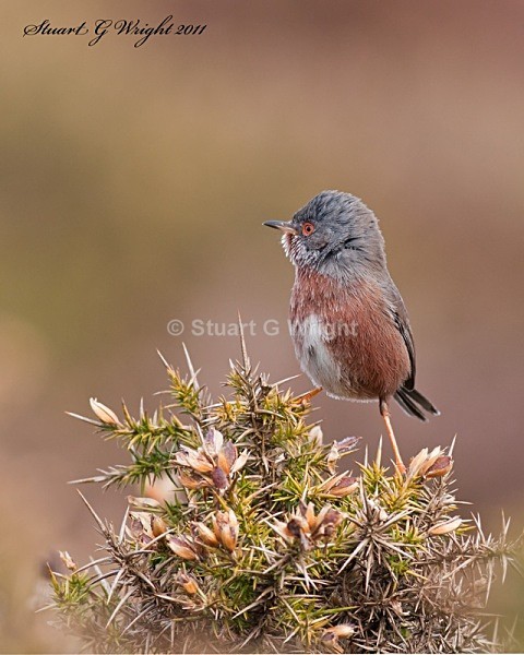 320 - All other Birds